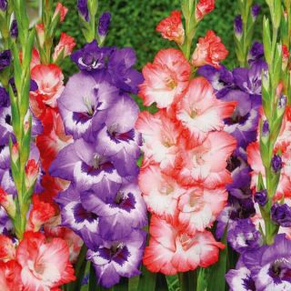Flower Tower Gladiolus Thumbnail